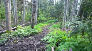 MbPf Park; social path on peninsula.